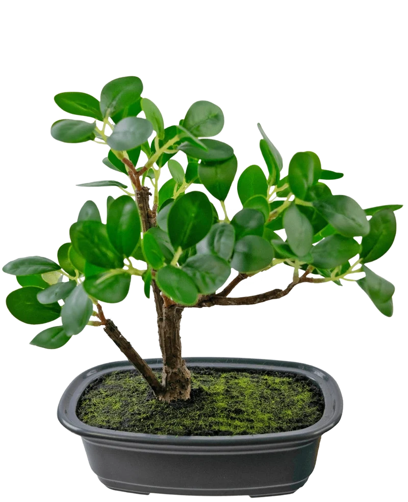 Künstliche Pflanze Bonsai Ficus 20 cm