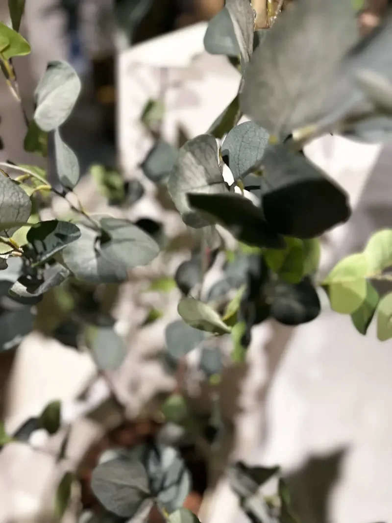 Künstlicher Eucalyptus Baum - Christopher | 120 cm