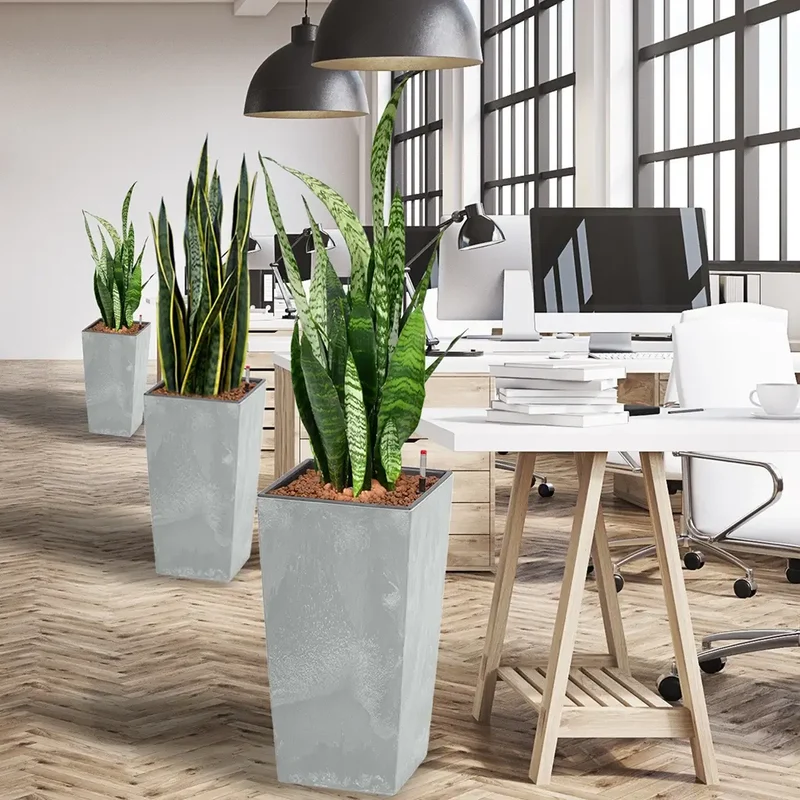Palettenset InStyle-Betonoptik: 6XL Büropflanzen in Hydrokultur