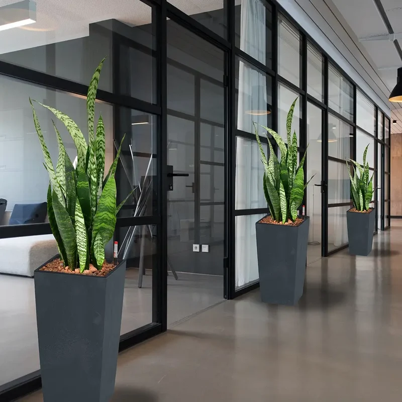 Palettenset InStyle-Betonoptik: 6XL Büropflanzen in Hydrokultur
