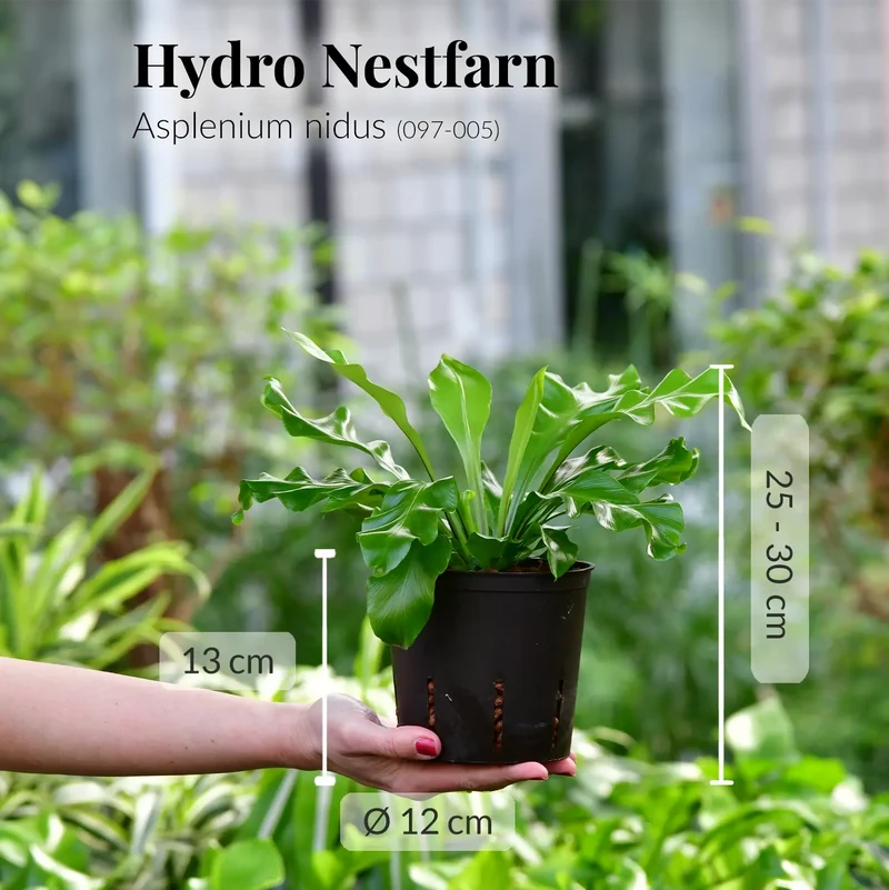 Hydro Nestfarn