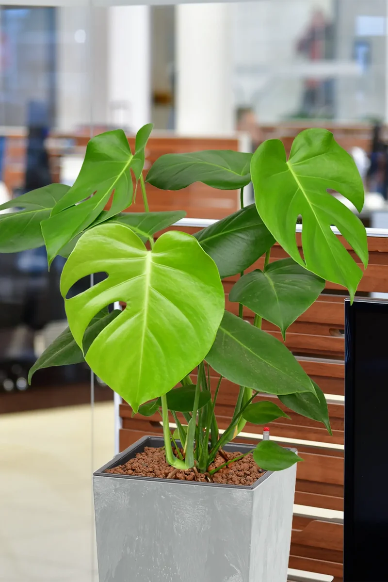 Hydro Kingsize Monstera, 60-80cm