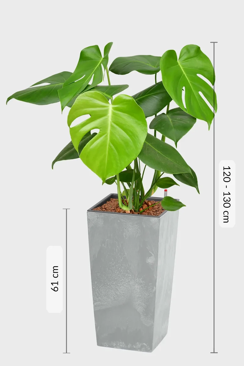 Hydro Kingsize Monstera, 60-80cm