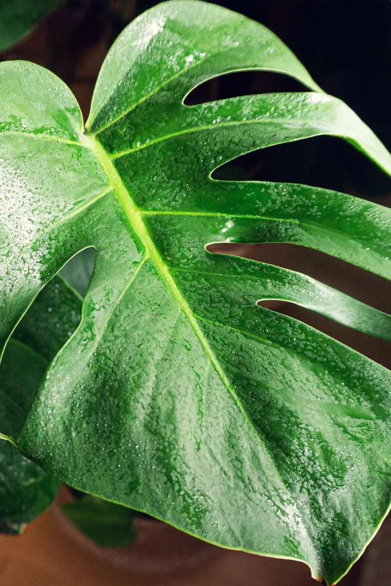 Hydro Kingsize Monstera, 60-80cm