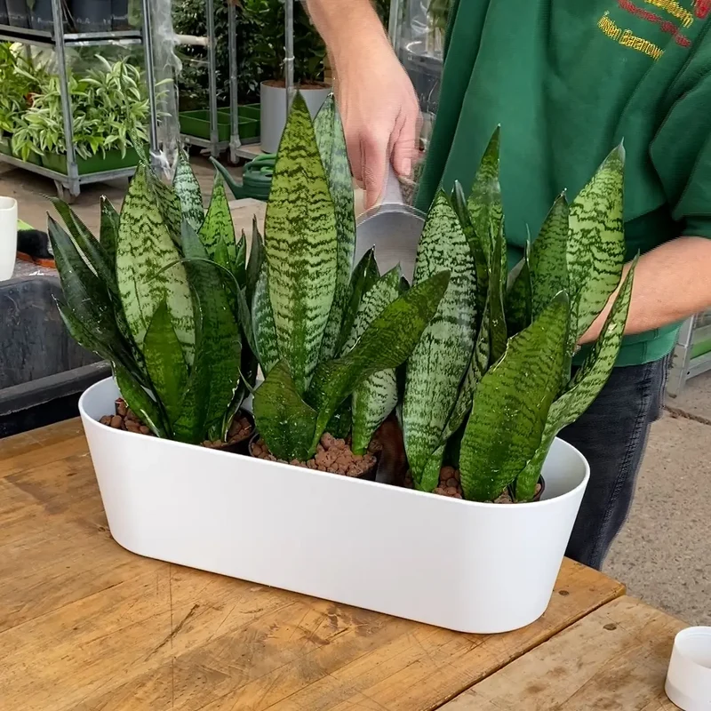 Hydro 3er Pflanzen Set Sansevieria Zeylanica