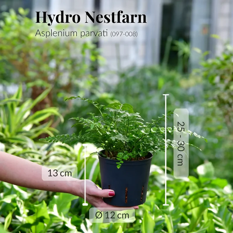 Hydro Anfängerfarn