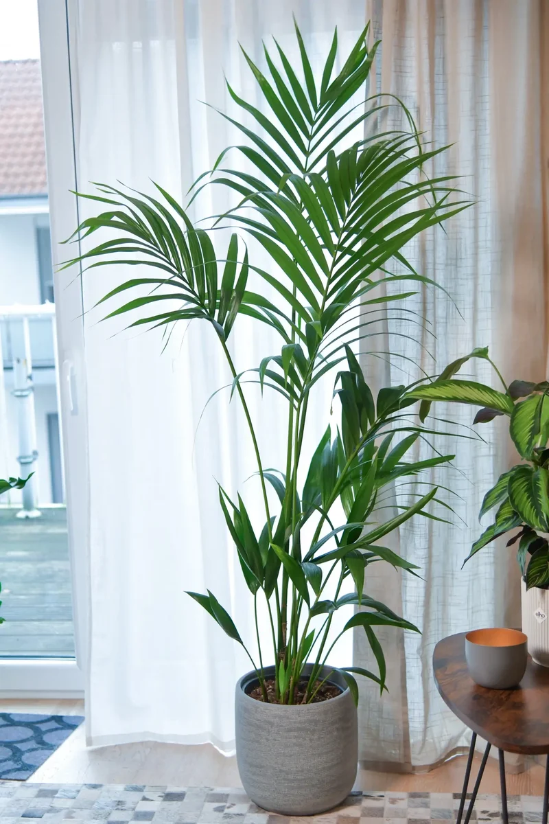 XXL Kentia Palme, 140-150cm