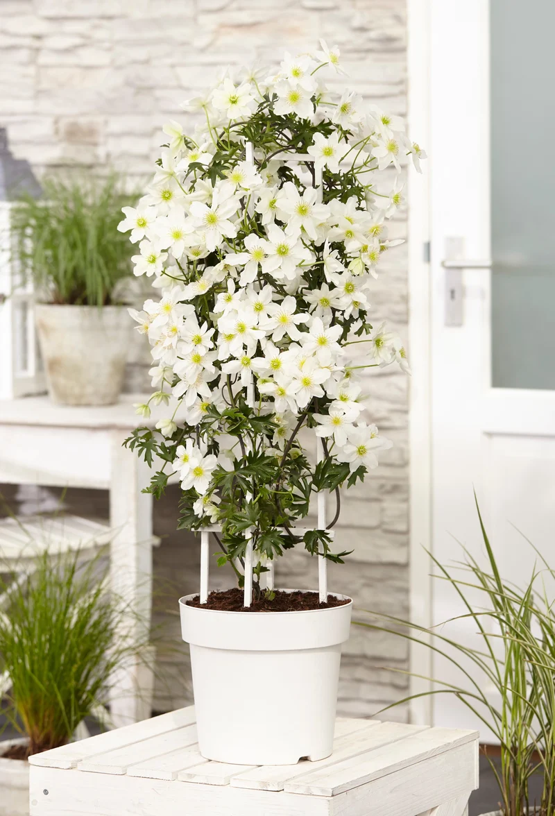 Clematis Cartmanii 'Avalanche' (Waldranke) (M)