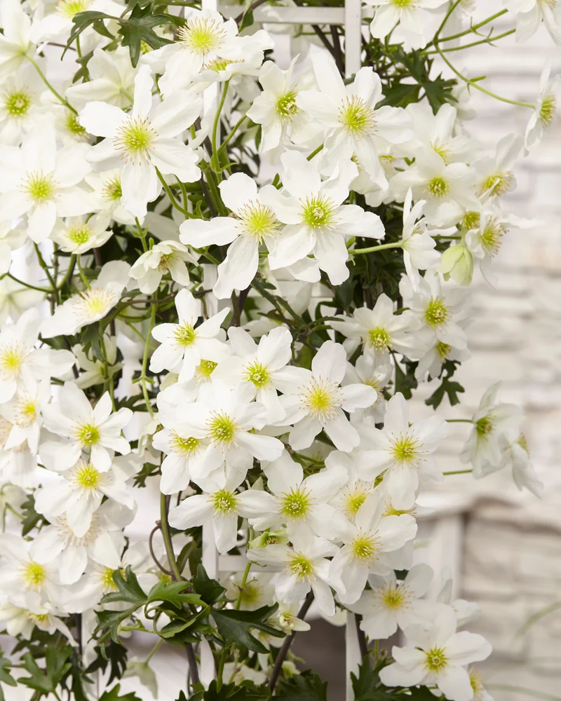 Clematis Cartmanii 'Avalanche' (Waldranke) (M)