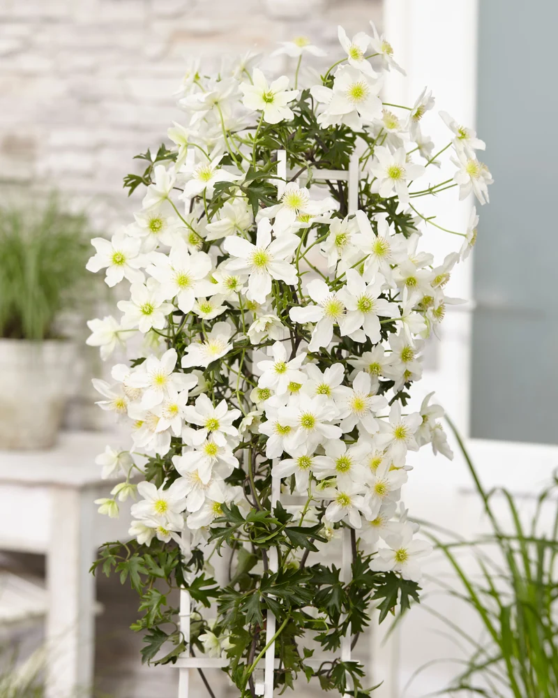 Clematis Cartmanii 'Avalanche' (Waldranke) (M)
