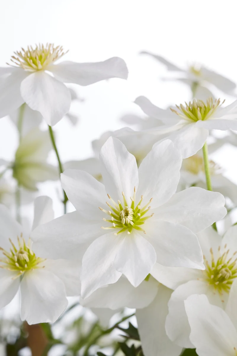 Clematis Cartmanii 'Avalanche' (Waldranke) (M)
