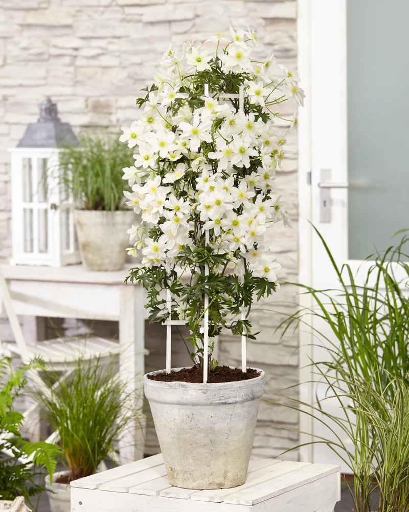 Clematis Cartmanii 'Avalanche' (Waldranke) (M)