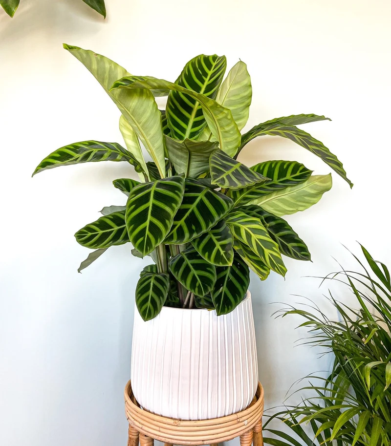 Calathea zebrina (Korbmarante) (M)