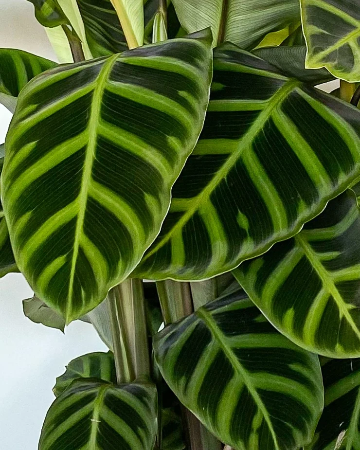 Calathea zebrina (Korbmarante) (M)