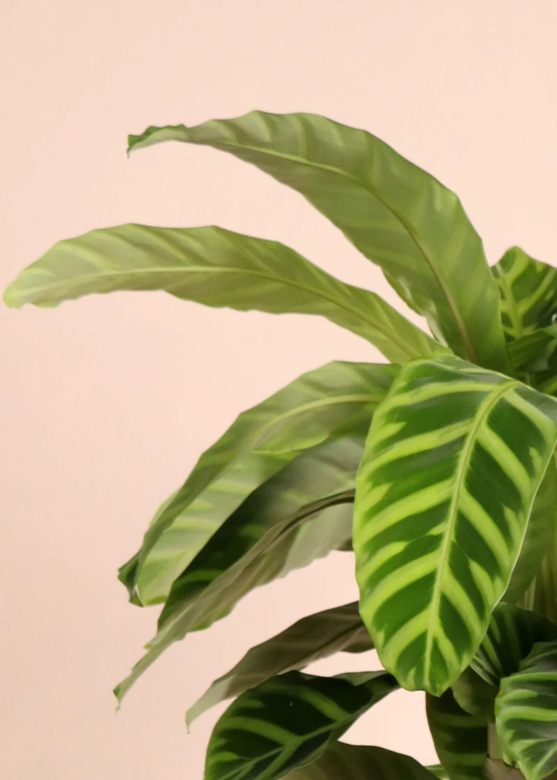 Calathea zebrina (Korbmarante) (M)