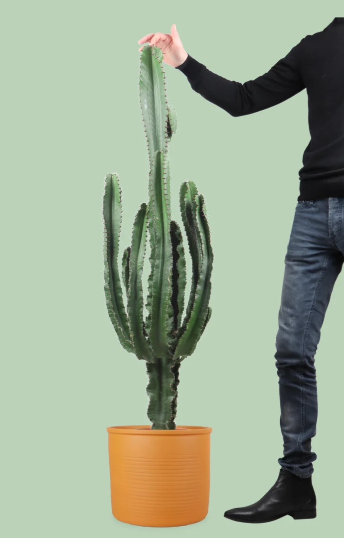 Euphorbia erytrea (Wolfsmilchkaktus) (XL)