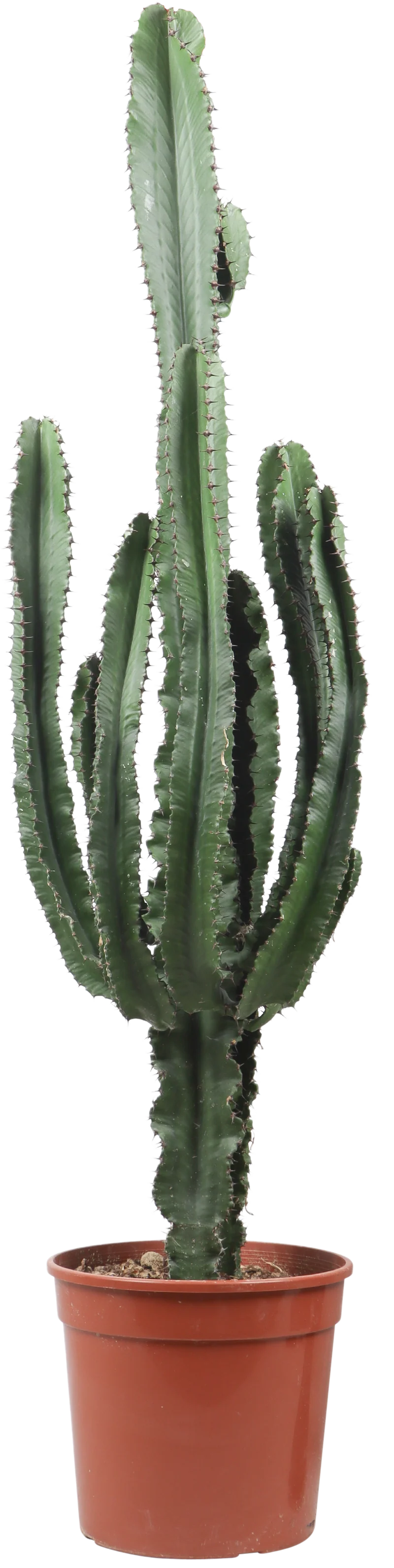 Euphorbia erytrea (Wolfsmilchkaktus) (XL)