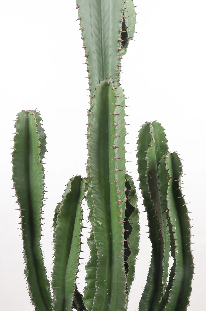 Euphorbia erytrea (Wolfsmilchkaktus) (XL)