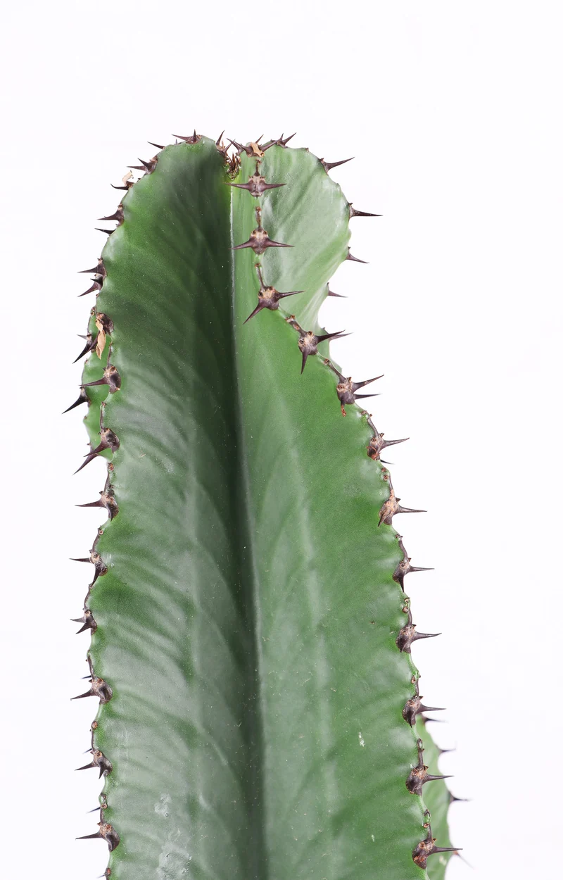 Euphorbia erytrea (Wolfsmilchkaktus) (XL)