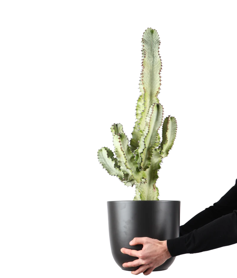 Euphoria marmorata (Kaktus) (M)