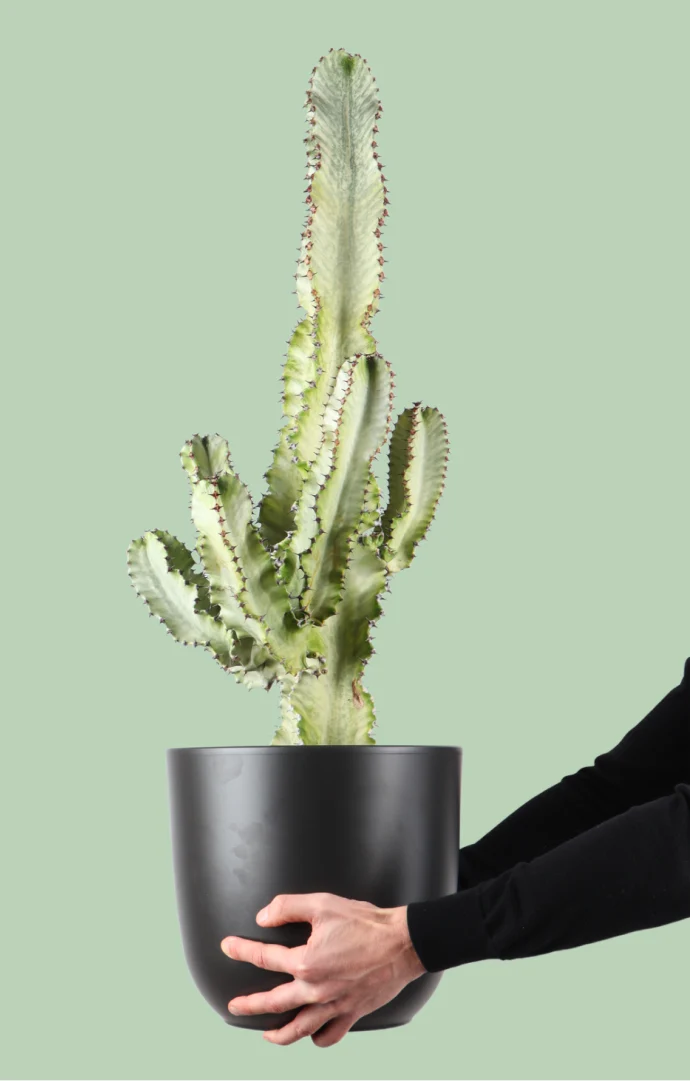 Euphoria marmorata (Kaktus) (M)