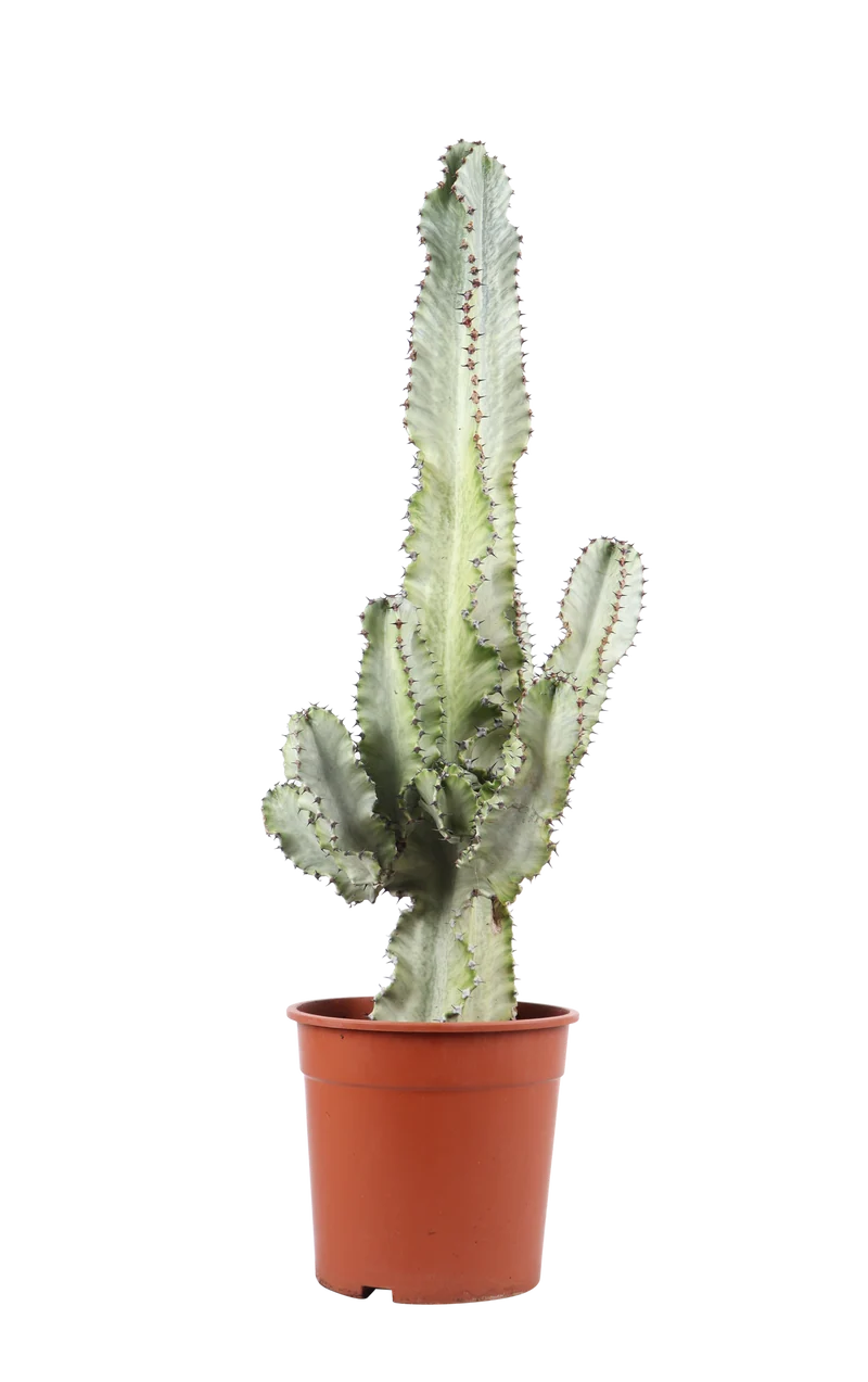 Euphoria marmorata (Kaktus) (M)