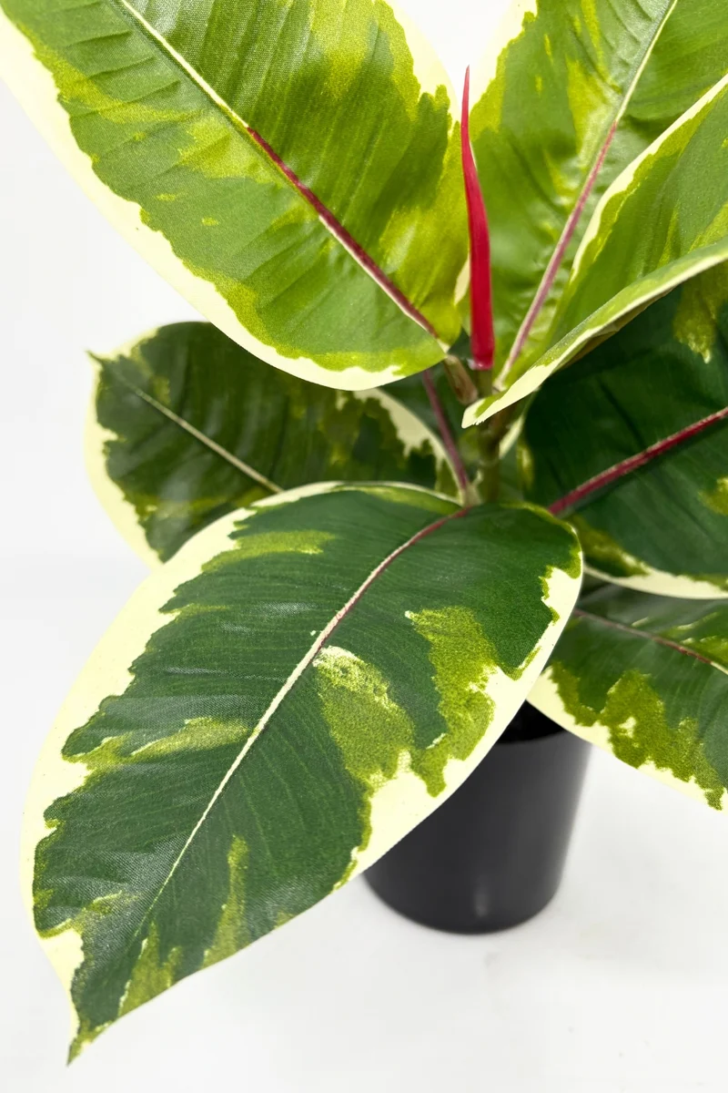 Ficus Elastica Kunstpflanze 30 cm
