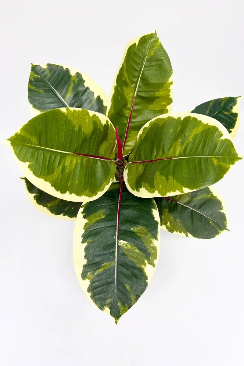 Ficus Elastica Kunstpflanze 30 cm