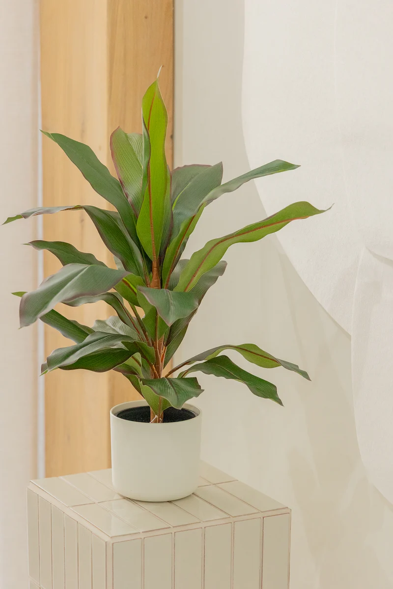 Dracaena Kunstpflanze 60cm