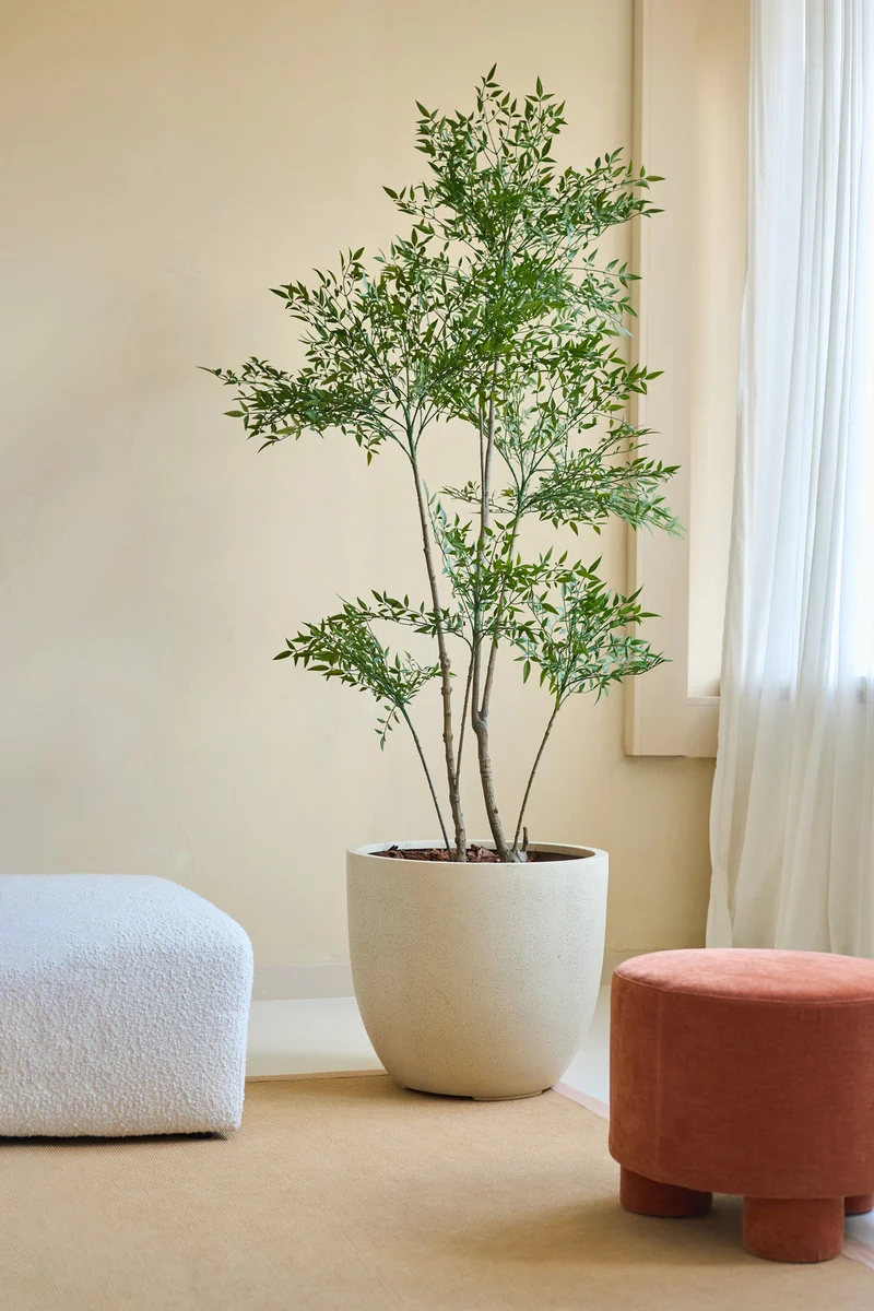 Künstliche Pflanze Ruscus 180 cm