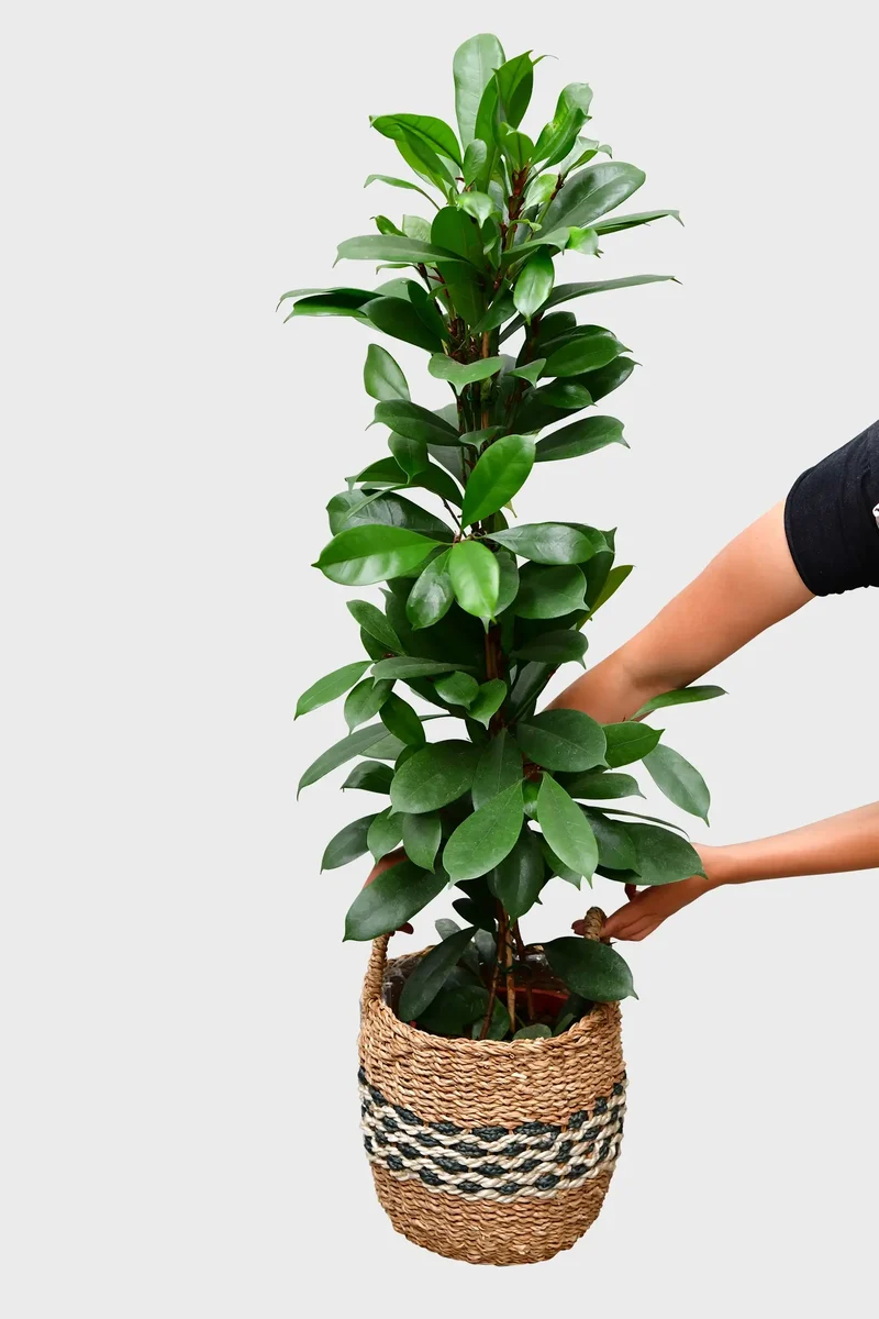 Großer Afrikanischer Feigenbaum, 100-110cm