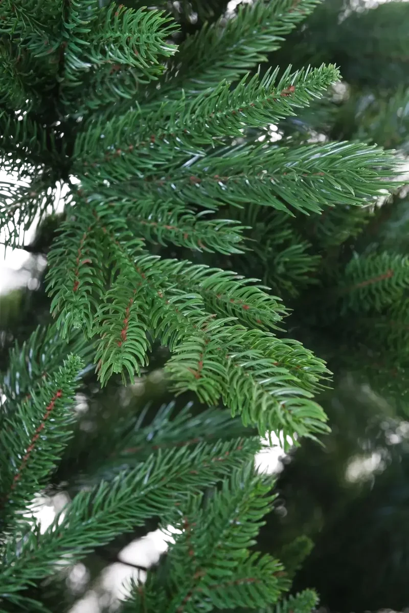 Künstlicher Weihnachtsbaum - Gabriel | 230 cm
