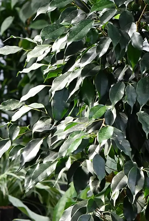 Hydro Kingsize Ficus Benjamina, 110-120cm