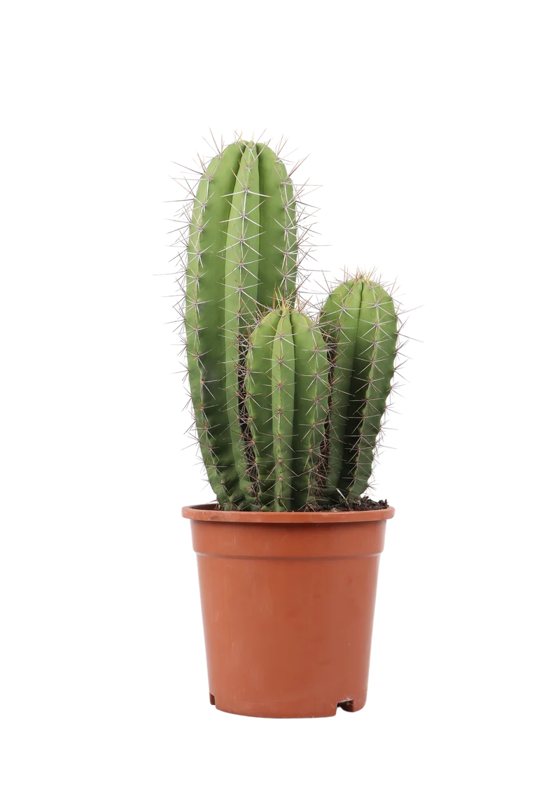 Polaskia chende (Kaktus) (S)