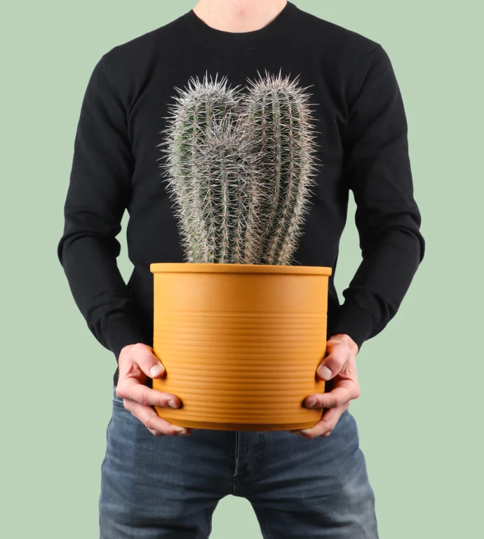 Pachycereus pringlei (Säulenkaktus) (M)