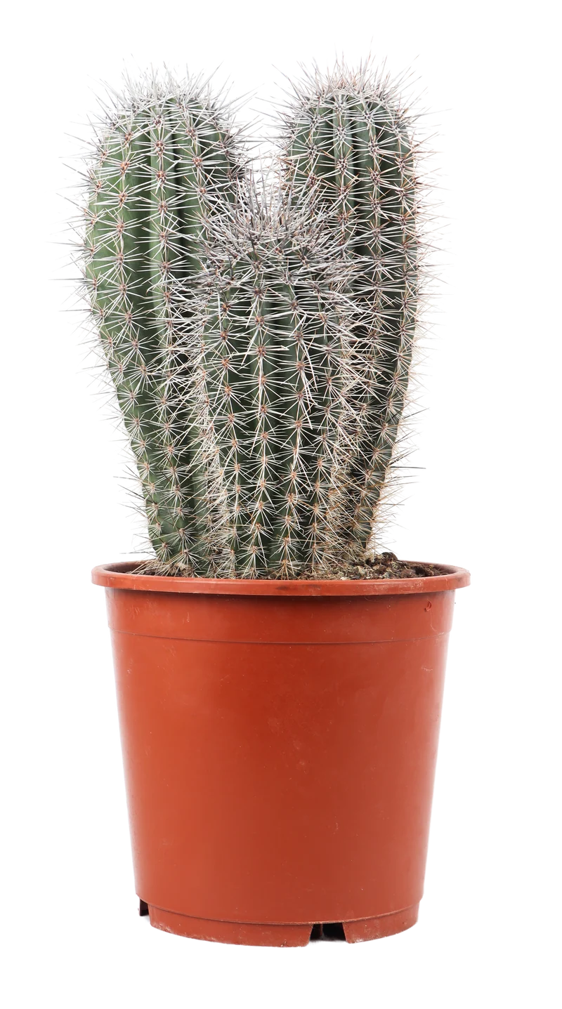 Pachycereus pringlei (Säulenkaktus) (M)