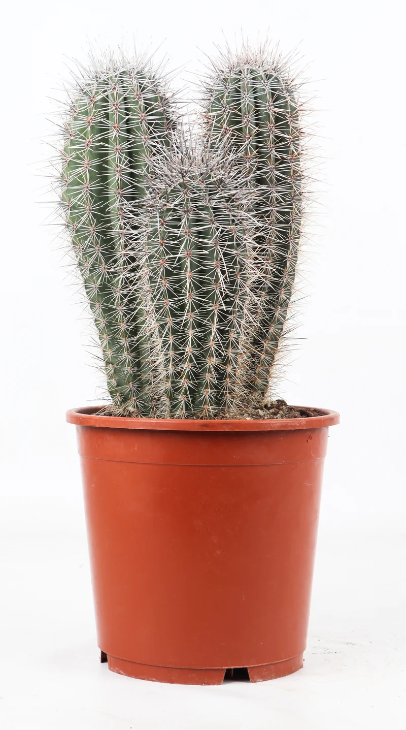 Pachycereus pringlei (Säulenkaktus) (M)