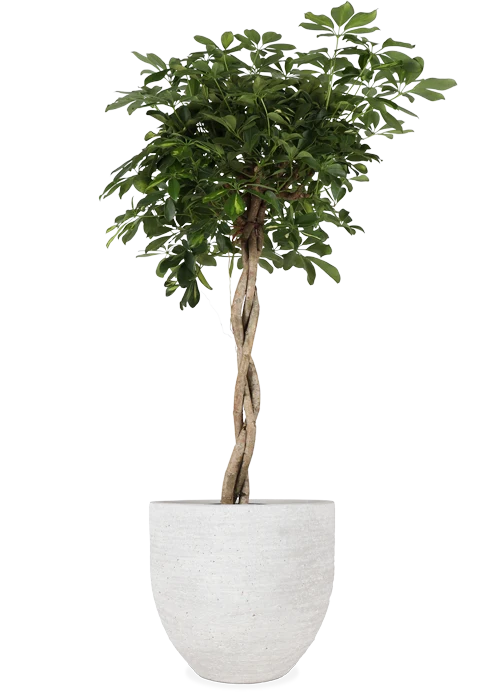 Schefflera gold capella (Strahlenaralie) (XL)
