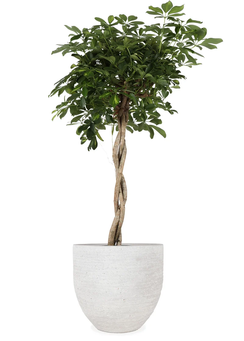 Schefflera gold capella (Strahlenaralie) (XL)