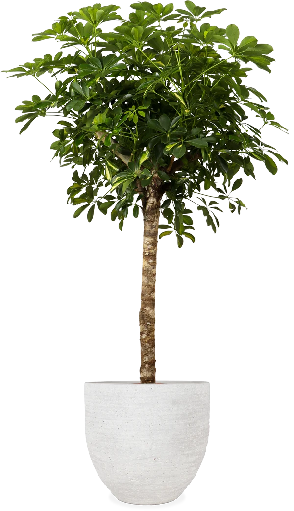 Schefflera gold capella (Strahlenaralie) (XL)