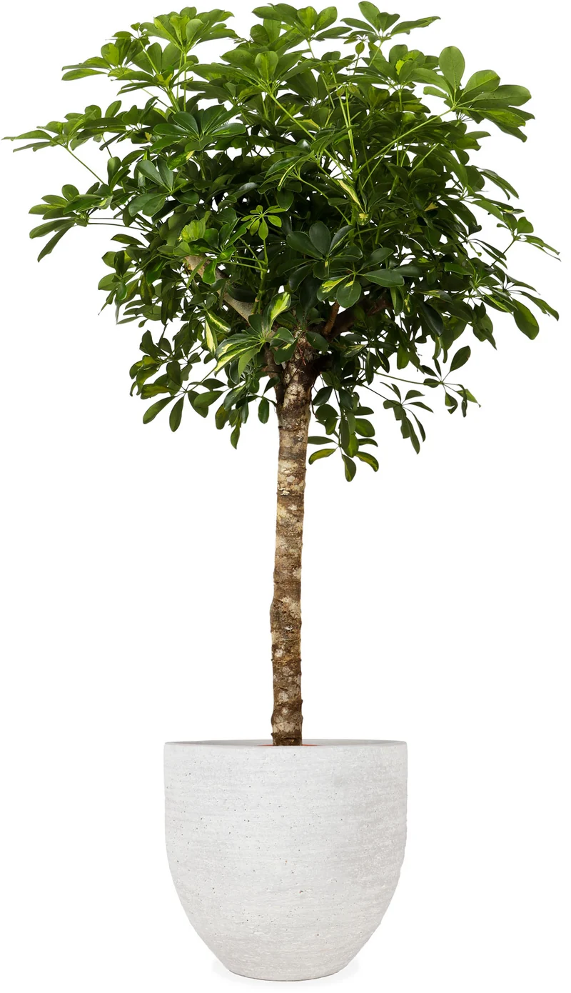 Schefflera gold capella (Strahlenaralie) (XL)