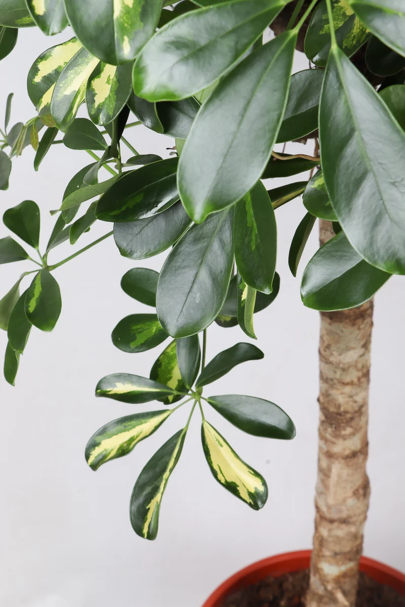 Schefflera gold capella (Strahlenaralie) (XL)
