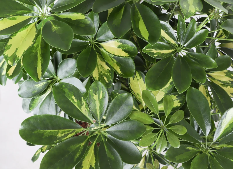 Schefflera gold capella (Strahlenaralie) (XL)