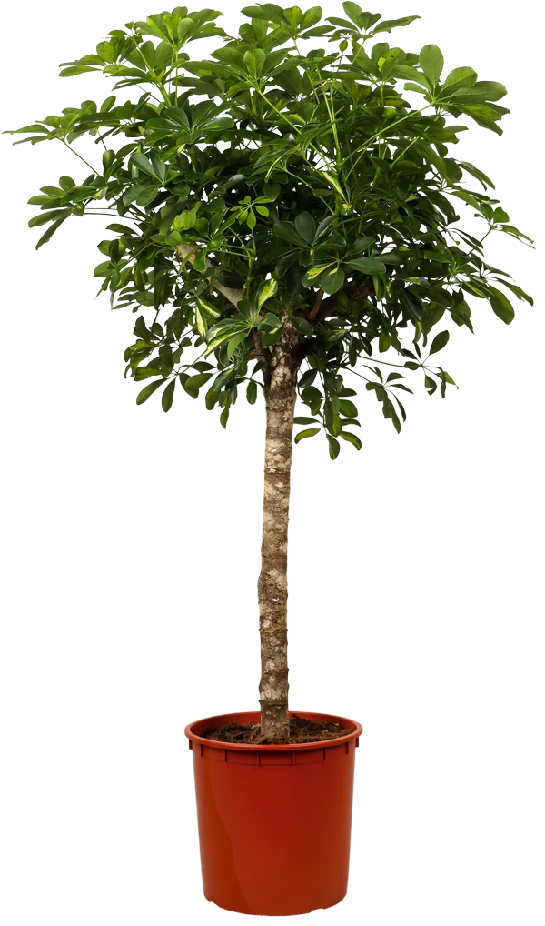 Schefflera gold capella (Strahlenaralie) (XL)