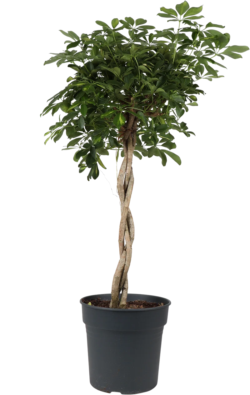 Schefflera gold capella (Strahlenaralie) (XL)