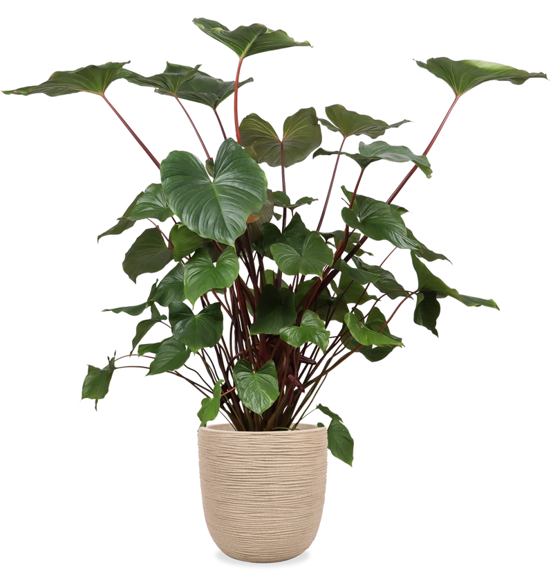 Homalomena rubescens (XL)