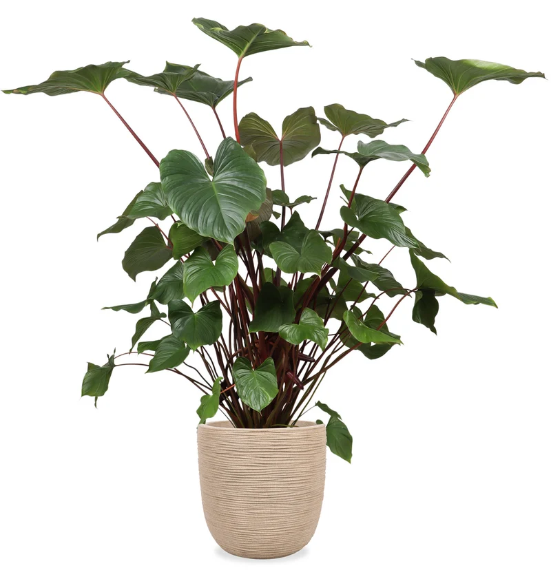Homalomena rubescens (XL)