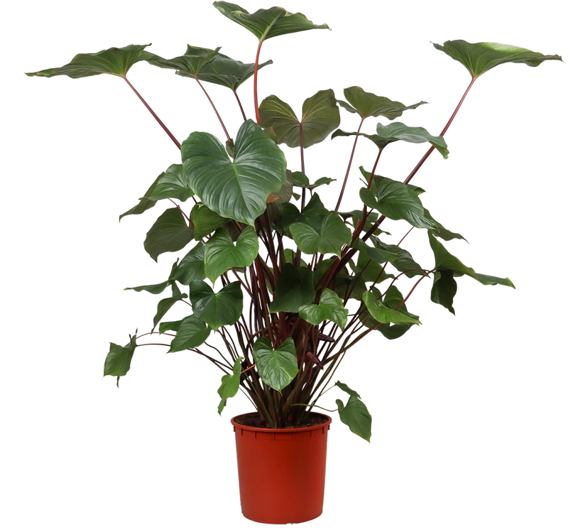 Homalomena rubescens (XL)