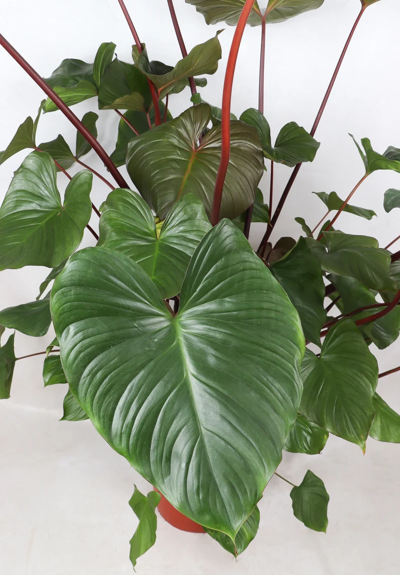 Homalomena rubescens (XL)