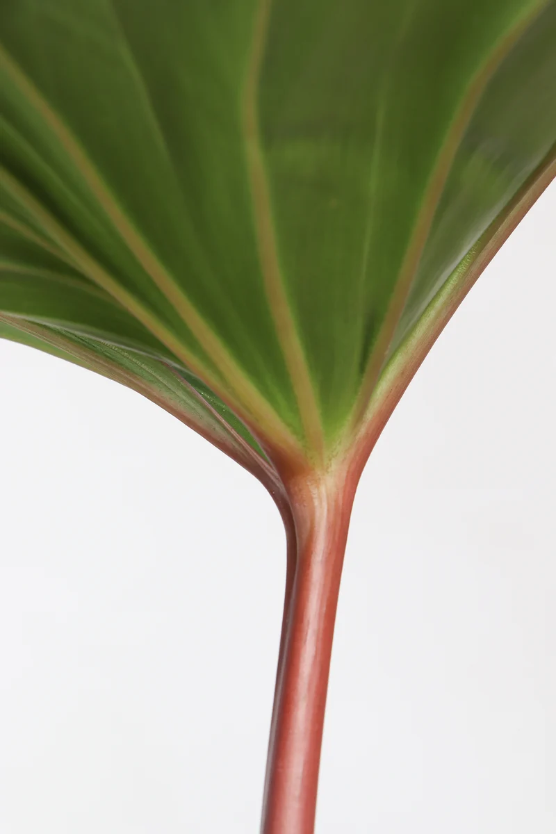 Homalomena rubescens (XL)